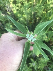 Eupatorium serotinum