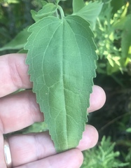 Eupatorium serotinum