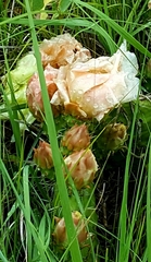 Opuntia polyacantha polyacantha