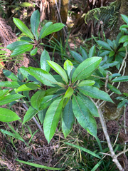 author not stated, no rights reserved Clermontia parviflora, photograph author not stated, no rights reserved