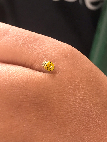22-spot Ladybird