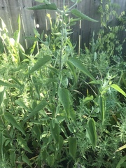 Eupatorium serotinum