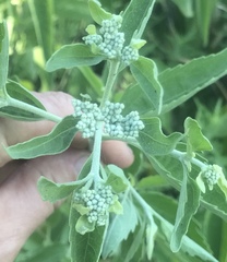 Eupatorium serotinum