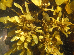 Sargassum sinclairii