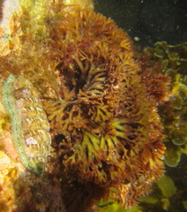 Melanthalia abscissa