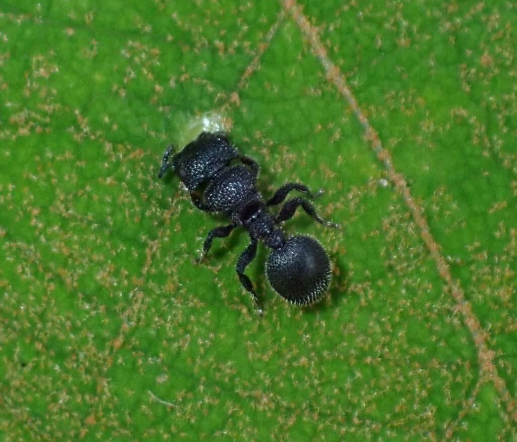 Cataulacus muticus