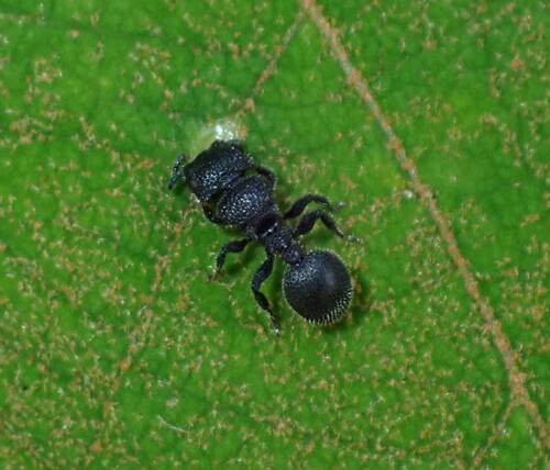 Cataulacus muticus
