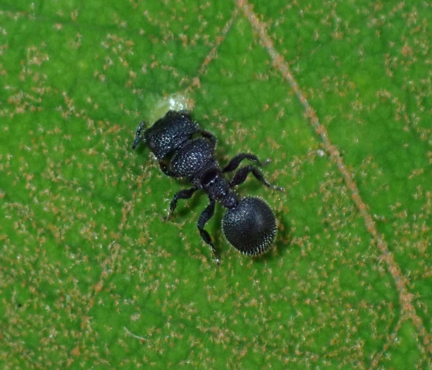 Cataulacus muticus