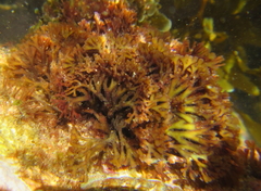 Melanthalia abscissa