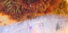 Melanthalia abscissa