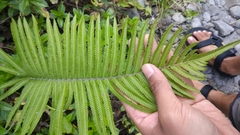 Strophocaulon unitum