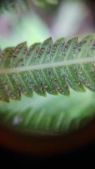 Strophocaulon unitum