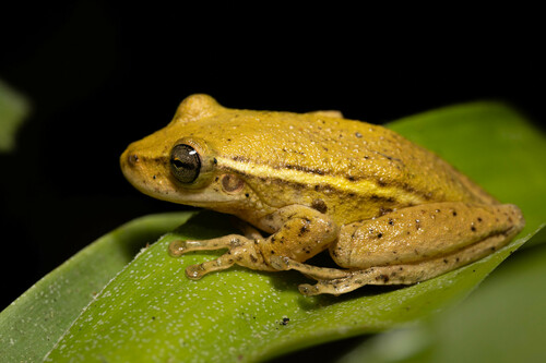 Balzapata Snouted Treefrog, Scinax oreites