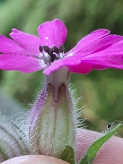 Microbotryum silenes-dioicae