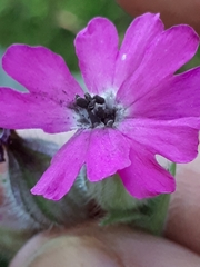 Microbotryum silenes-dioicae