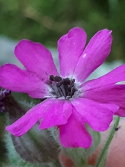 Microbotryum silenes-dioicae