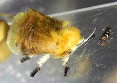 Megalopyge bissesa