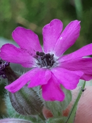 Microbotryum silenes-dioicae