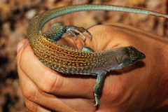 Aspidoscelis xanthonotus