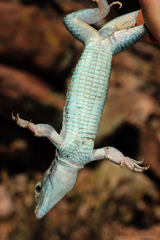 Aspidoscelis xanthonotus