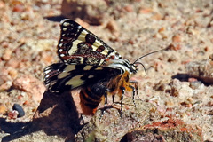 Apina callisto