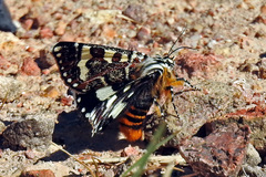 Apina callisto