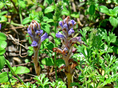 Orobanche coerulescens
