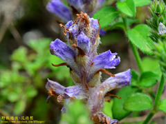 Orobanche coerulescens