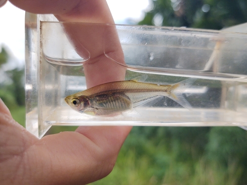 Glass minnow carp (Parachela hypophthalmus) — Cyprinidae — 5