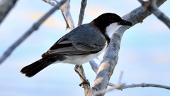 Pachycephala lanioides