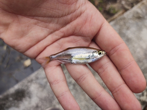 Glass minnow carp (Parachela hypophthalmus) — Cyprinidae