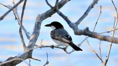 Pachycephala lanioides