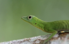 Anolis chloris
