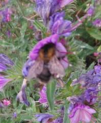 Bombus hypnorum