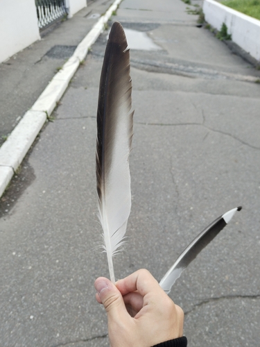 Plume de Goéland pontique