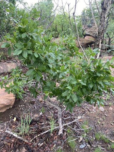 Ochna pulchra, photograph 6