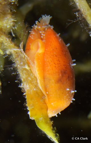 Purpuradusta fimbriata observed 2024-12-11