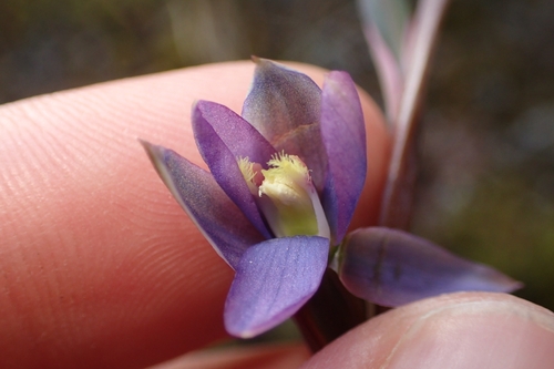 Image of Thelymitra formosa by (c) Oscar Dove, some rights reserved (CC BY)