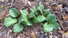 Bergenia crassifolia