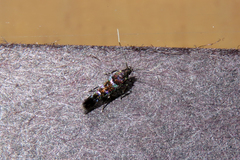 Stagmatophora argyrostrepta