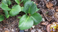 Bergenia crassifolia