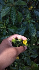 Strobilanthes crispus