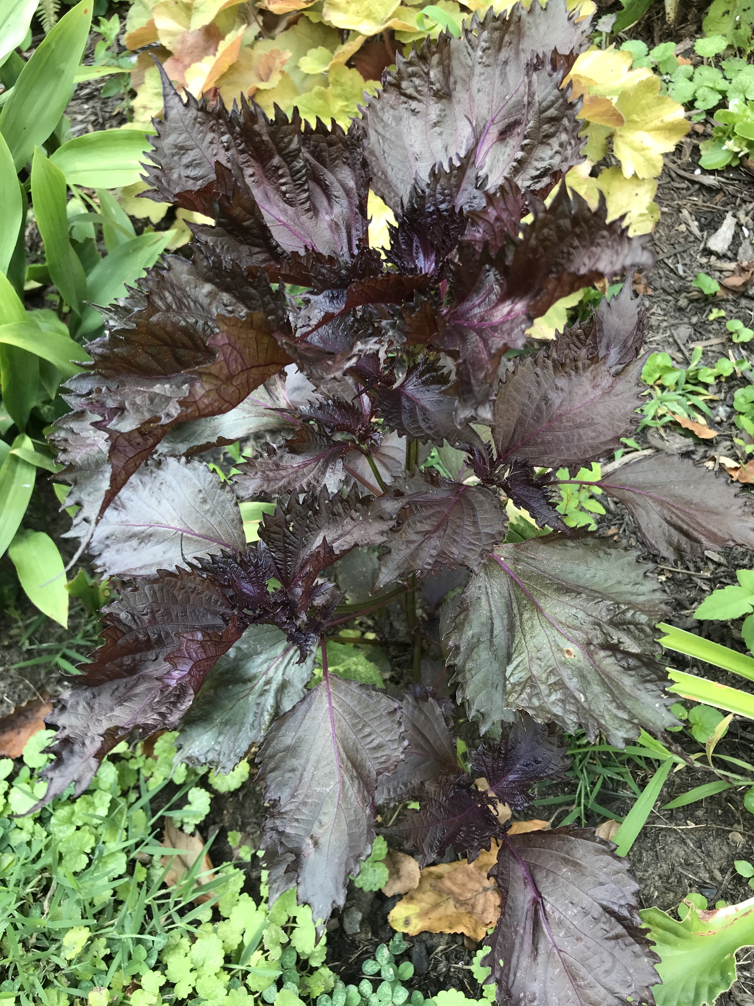 Perilla frutescens var. crispa