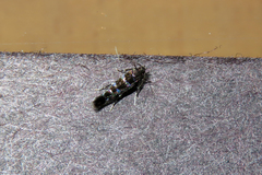 Stagmatophora argyrostrepta