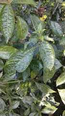 Strobilanthes crispus
