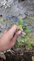 Rorippa indica