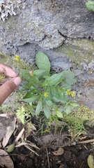 Rorippa indica