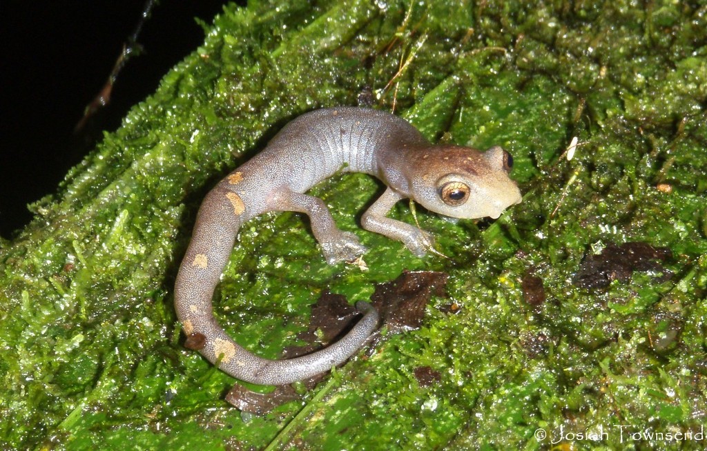 Pijol Mushroomtongue Salamander