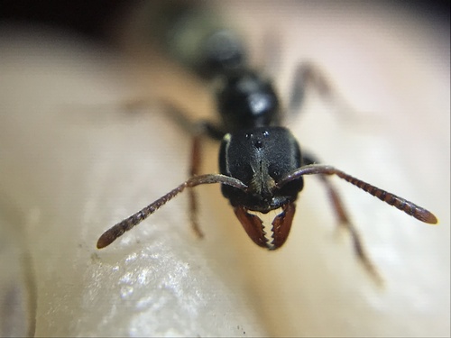 Pseudoponera gilberti