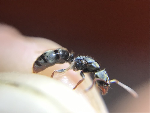 Pseudoponera gilbertiPseudoponera gilberti